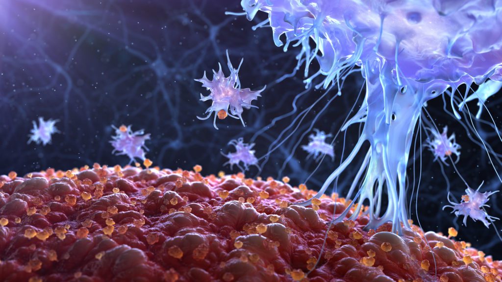 Immune cell in action