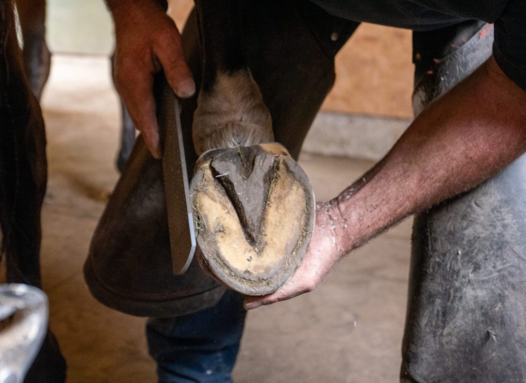 A farrier bending over, rasping a horse's hoof, having removed an old horseshoe and now preparing the hoof for fitting a new one.